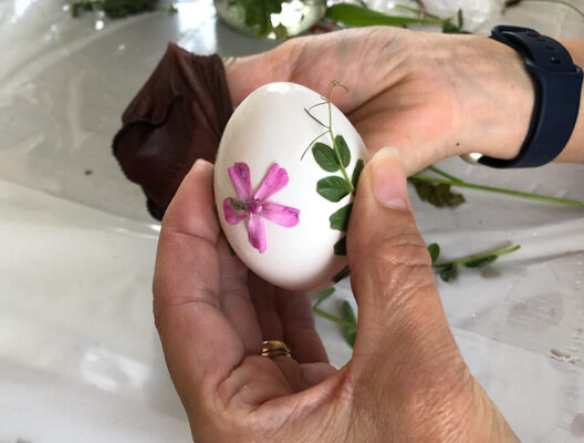 Eierfärben im Jahr 2022 | Die Blumen in heisses Wasser eintauchen und dann auf das Ei auflegen.